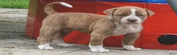 Amerikaanse Bulldog honden te koop: Mooie en gezonde Amerikaanse bulldog pups - Advertentie 10
