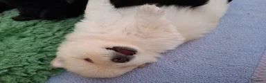 Pomeriaan Puppy 2