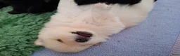 Pomeriaan honden te koop: Dwergkees nog 2 reutjes  - Advertentie 6