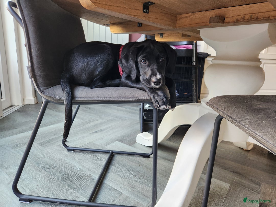 Kruising honden te koop: Lieve Goldmation pup van 5 maanden oud - Advertentie 6