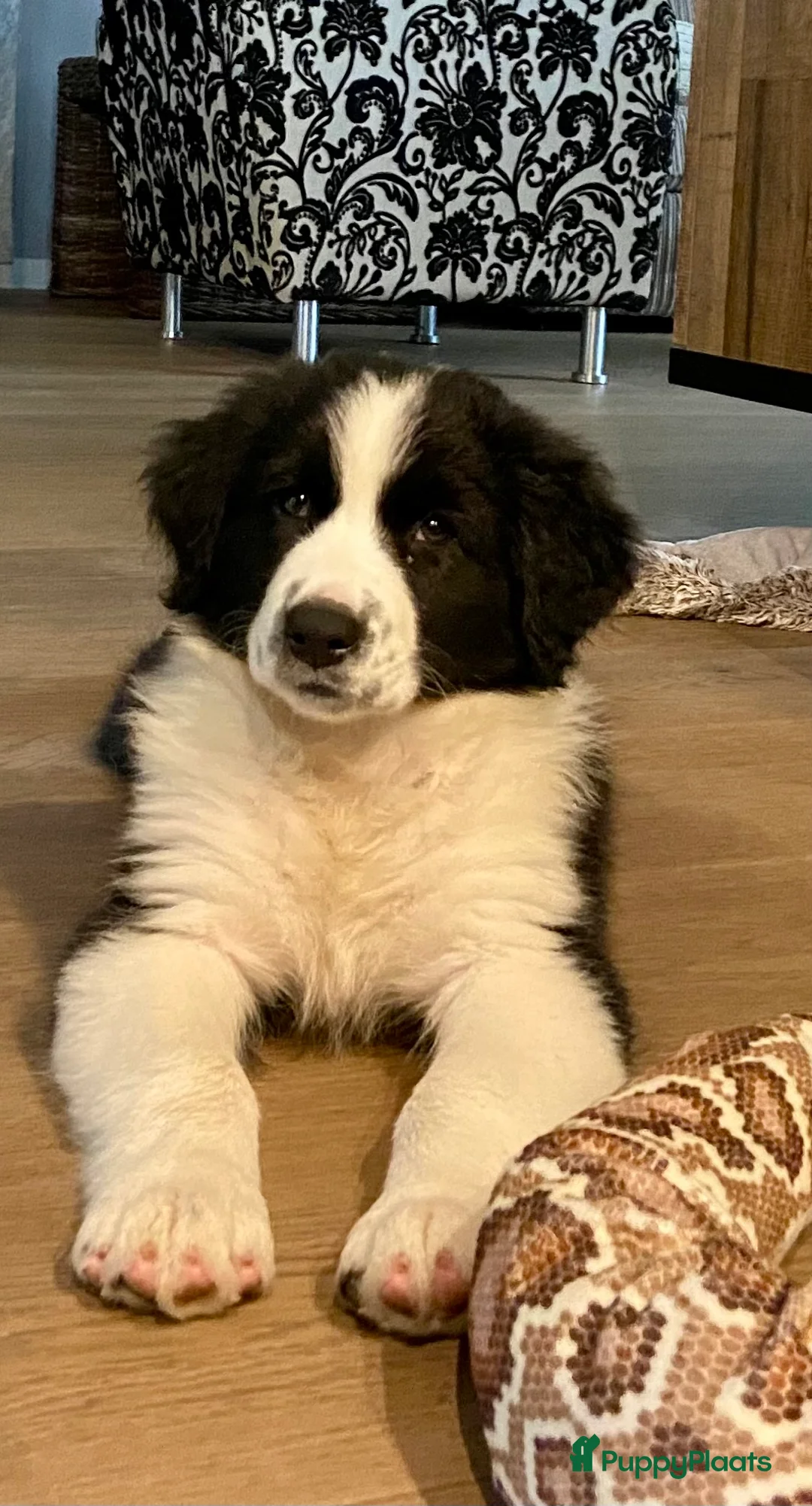 Australian Shepherd honden te koop: www.ofoutbackvalley@hotmail.com - Advertentie 5
