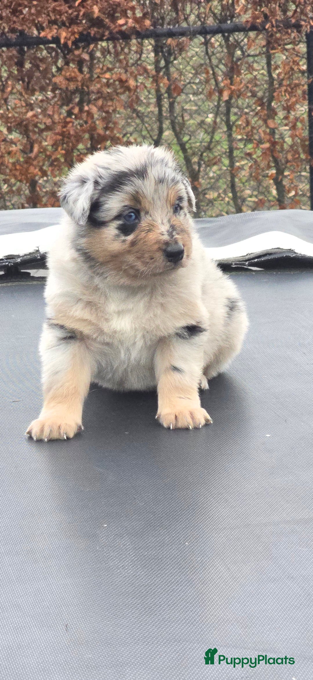 Australian Shepherd honden te koop: Mooie australian sherperd pups. - Advertentie 20
