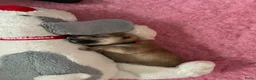 Shiba honden te koop: Mooie Shiba puppy’s zoeken een liefdevol thuis  - Advertentie 24