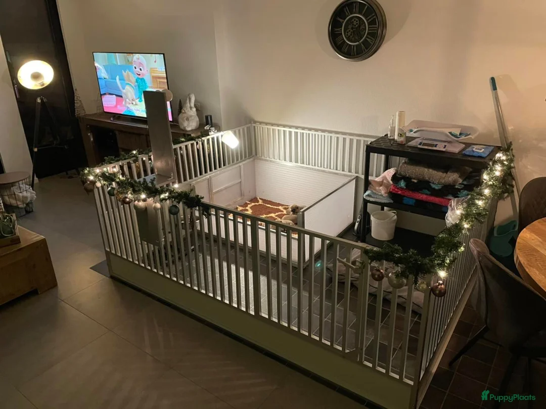 Galerij afbeelding {{count}}