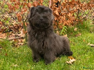 Boomer honden Leuke boomer reu - Advertentie 1