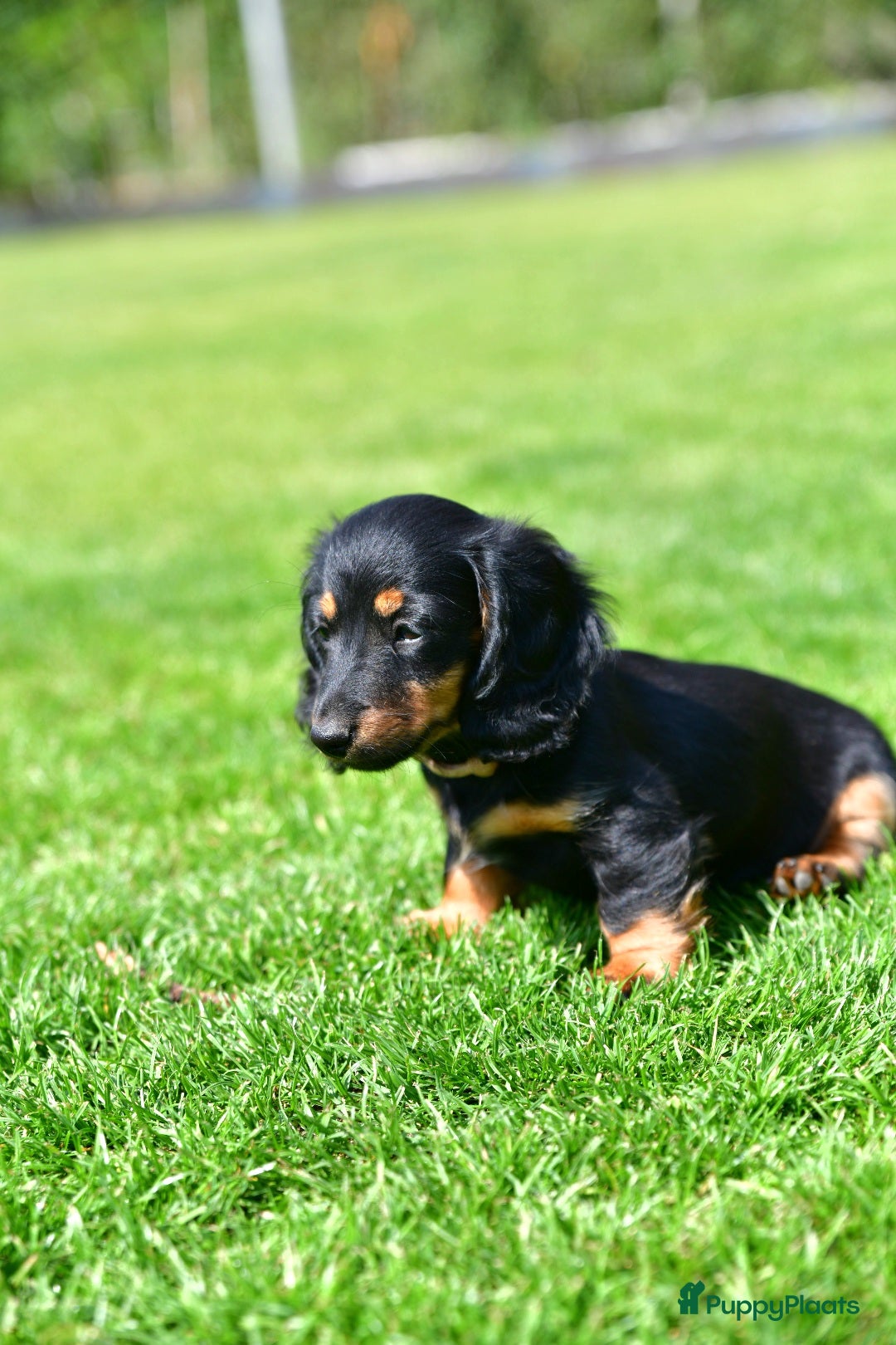 Teckel (langhaar) honden te koop: Mini - langharige dwergteckel pup met stamboom in Lienden - Afbeelding 3
