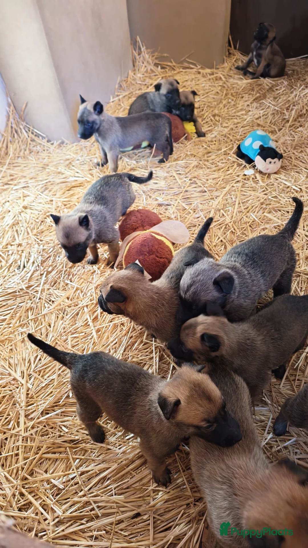 Mechelse Herder honden te koop: Mechelse herder - Advertentie 2