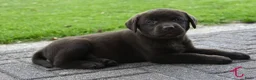 Labrador Retriever honden te koop: Chocolade bruine labrador pups met stamboom ! - Advertentie 10