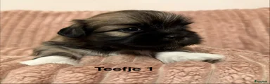 Lhasa Apso 3