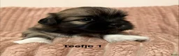 Lhasa Apso honden te koop: 🐾 Lhasa Apso Pups met stamboom! 🐾 in Rozenburg - Advertentie 6