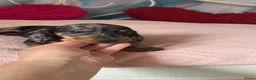 Teckel (korthaar)  honden te koop: Kortharige dwergteckels - Advertentie 4