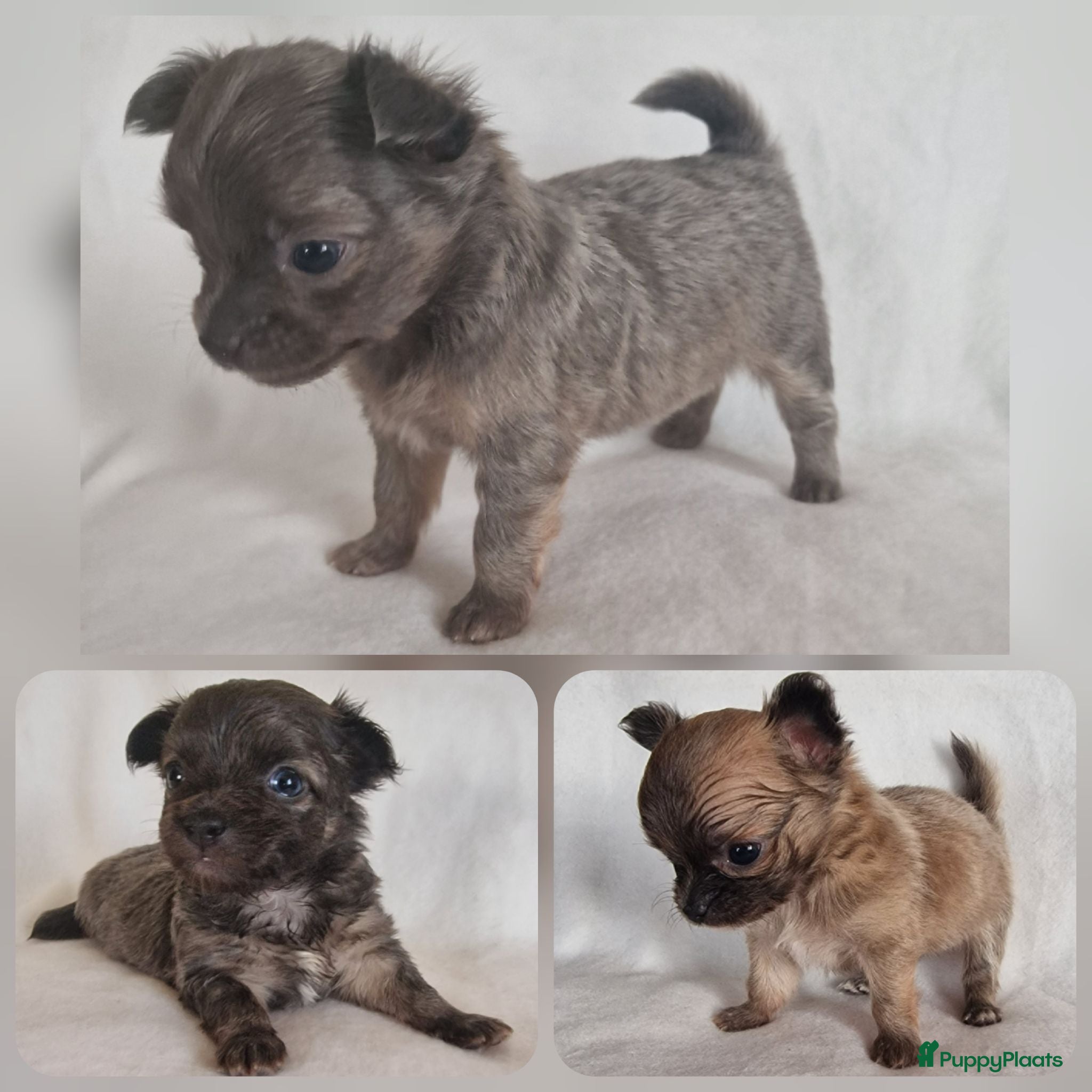 Chihuahua honden Chihuahua pups - Advertentie 2