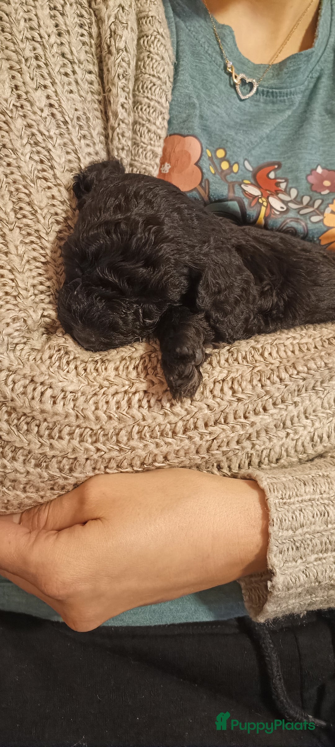 Poedel Toy honden te koop: Toy Poodle puppies - Advertentie 9