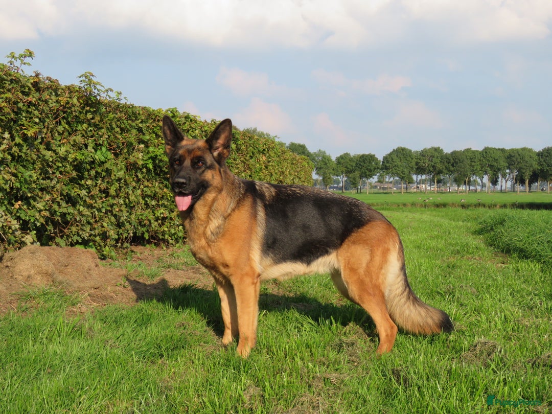 Duitse Herder honden te koop: Duitse Herder Puppy’s met Stamboom! - Advertentie 11