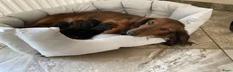 Franse Bulldog honden te koop: Teckel pup - Advertentie 3