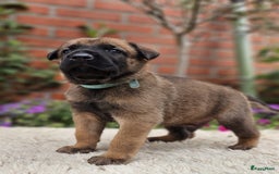 Mechelse Herder honden te koop: Puppy's Mechelse herder - mogen naar nieuw huisje - Afbeelding 22