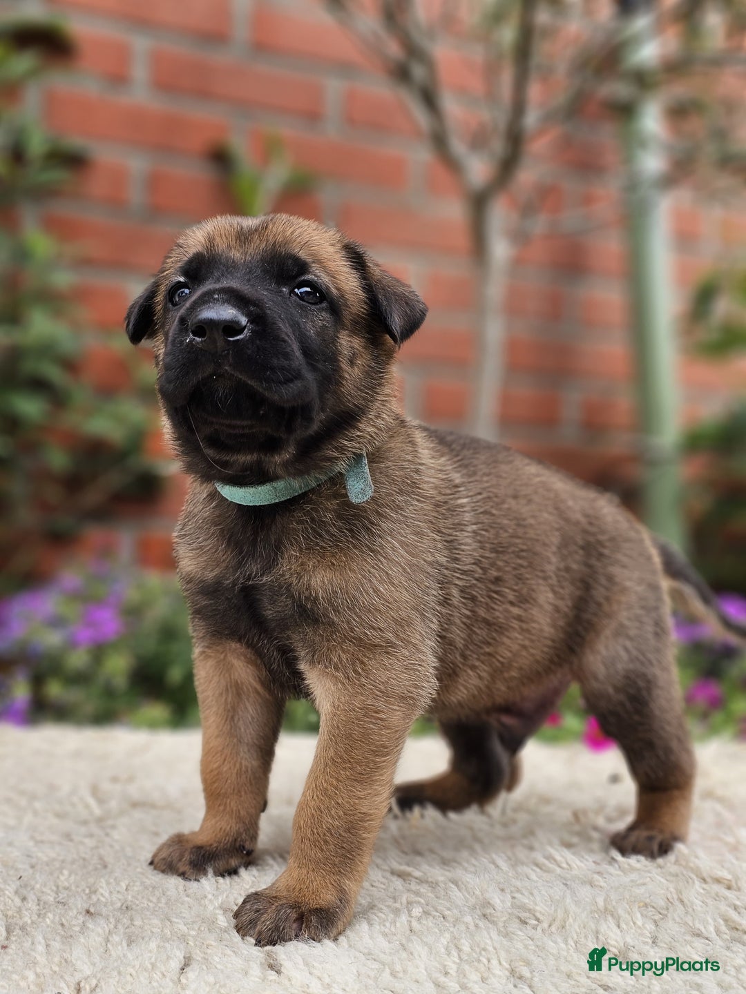 Mechelse Herder honden te koop: Puppy's Mechelse herder - mogen naar nieuw huisje - Afbeelding 22