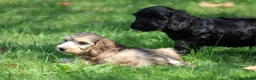 Cockapoo honden te koop: Cockapoo pups - Advertentie 8