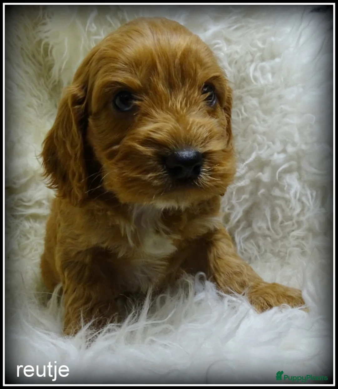 Cockapoo honden te koop: Cockapoo pups - Advertentie 7