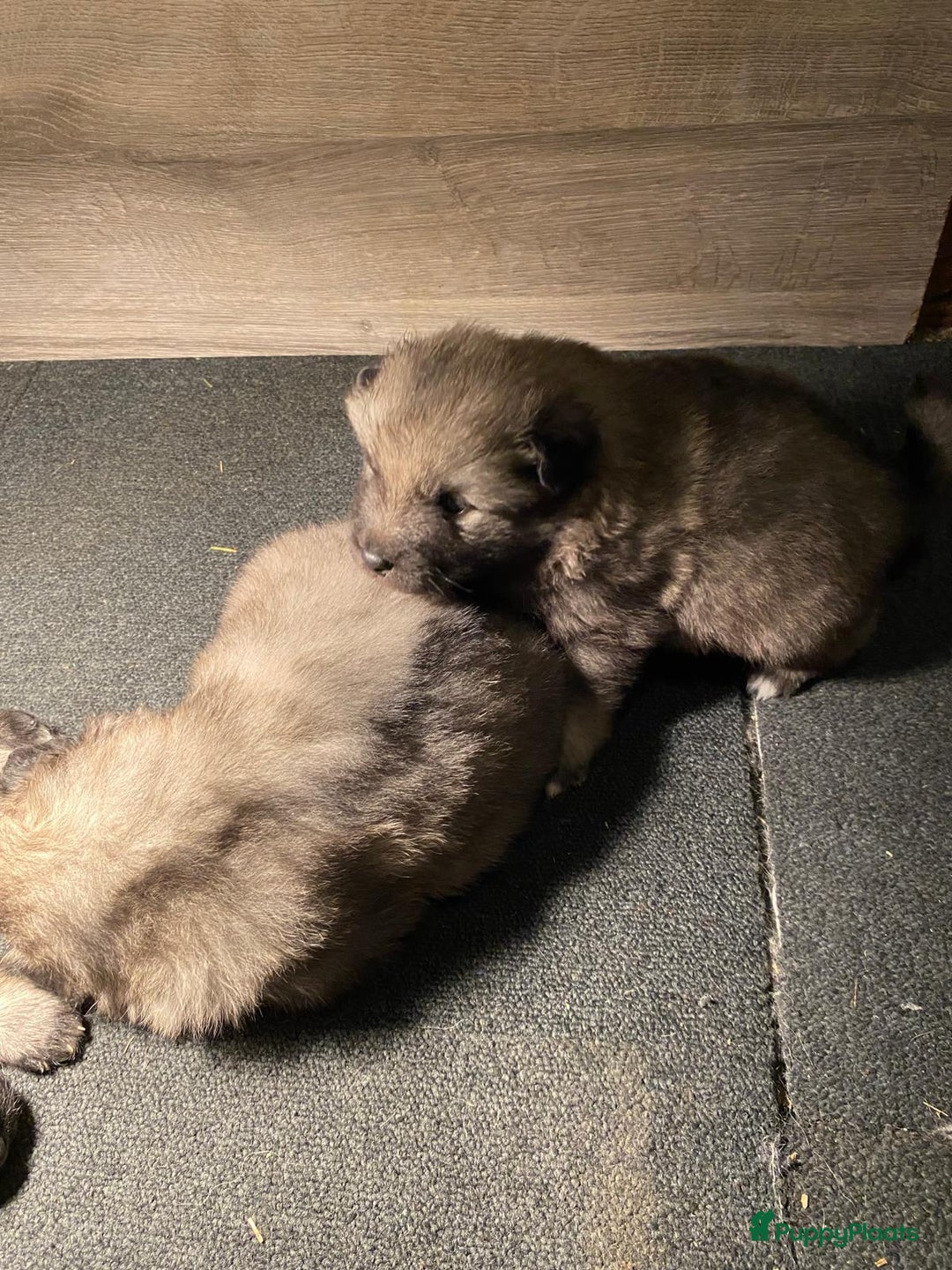 Keeshond honden te koop: Raszuivere blauwe /wolfsgrijze grote keeshond pups - Advertentie 17