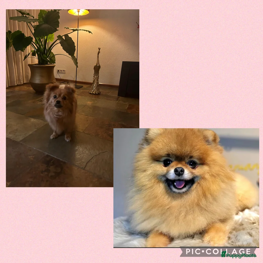 Kruising honden te koop: Kees/pomeriaan pups - Advertentie 5