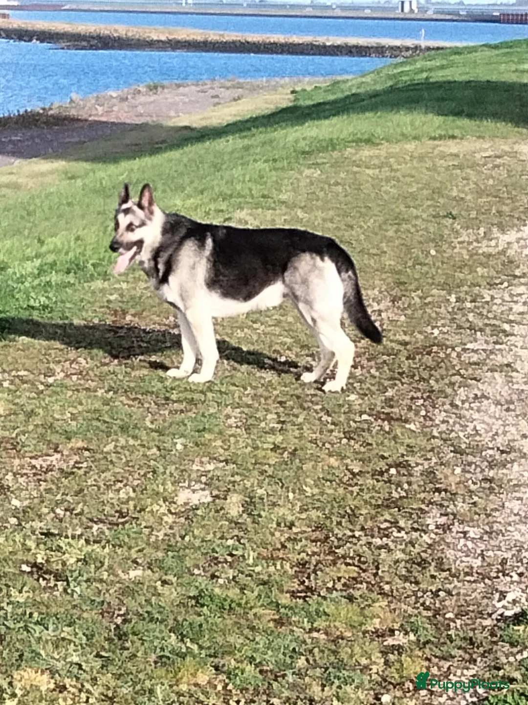 Duitse Herder honden te koop: Oost Europese herder pups (VEO) - Advertentie 13