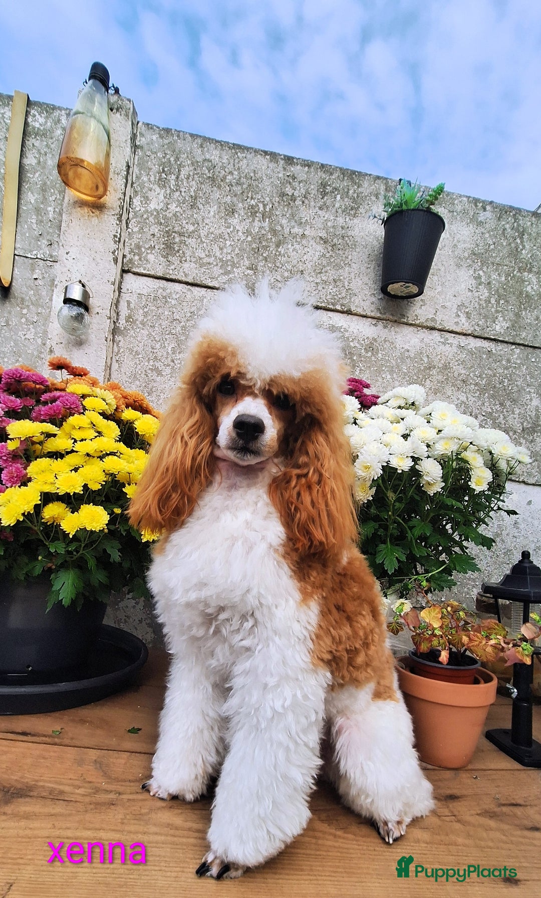 Poedel honden te koop: Xenna rood/witte harlekijn,Sem Rood dwergpoedel  - Advertentie 4