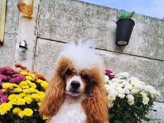 Poedel honden Xenna rood/witte harlekijn,Rex Rood dwergpoedel - Advertentie 1