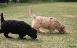 Cockapoo honden te koop: Cockapoo pups - Afbeelding 15