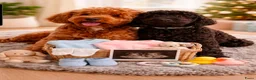 Australian Labradoodle honden te koop: Prachtige medium labradoodle pups - Advertentie 1