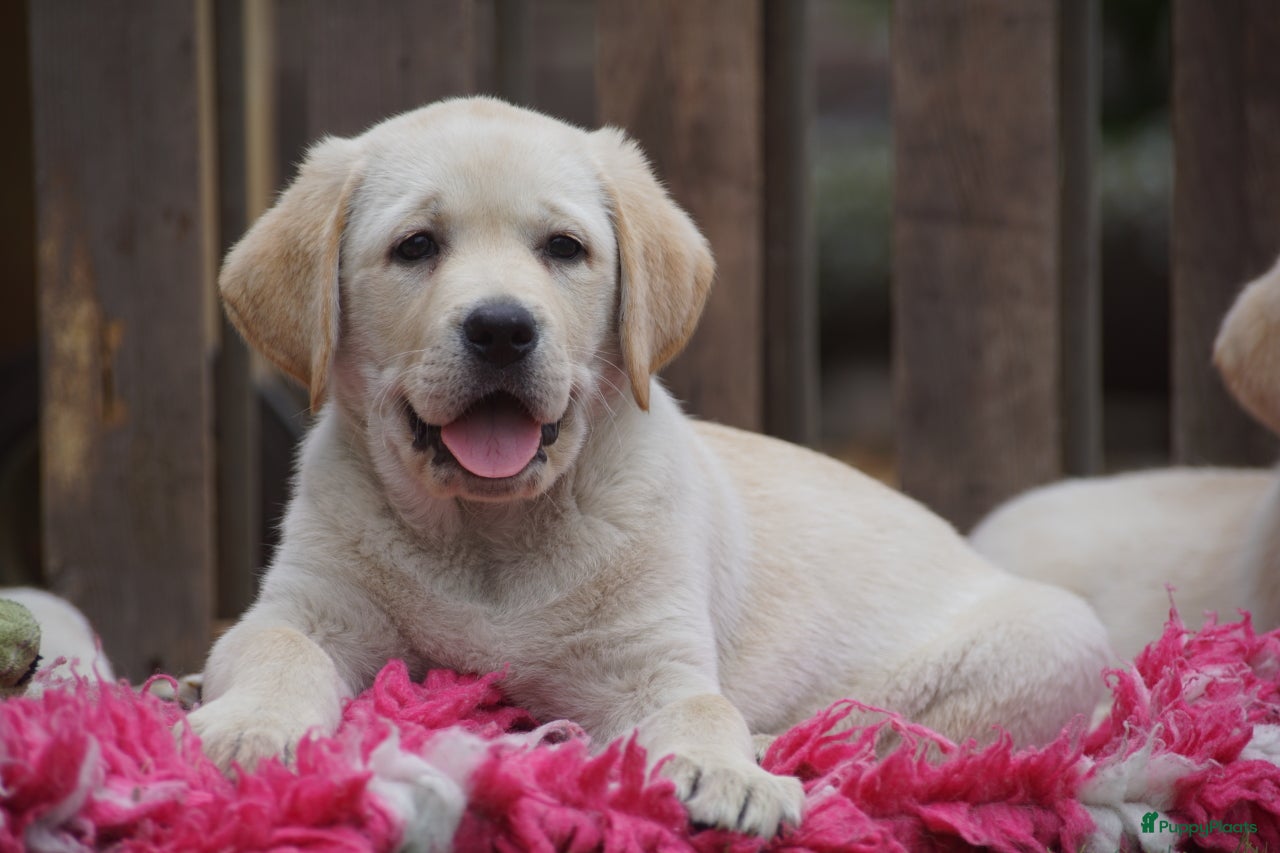 Labrador Retriever honden Authentieke Gele Labrador pups met Stamboom  - Advertentie 16