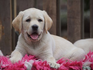 Labrador Retriever honden Authentieke Gele Labrador pups met Stamboom - Advertentie 15