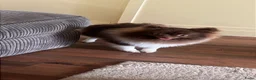 Pomeriaan honden te koop: Super kleine pomeriaan. - Advertentie 5