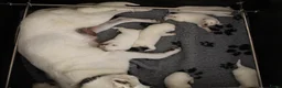 Zwitserse Witte Herdershond honden te koop: Zwitserse witte herder pups - Advertentie 2