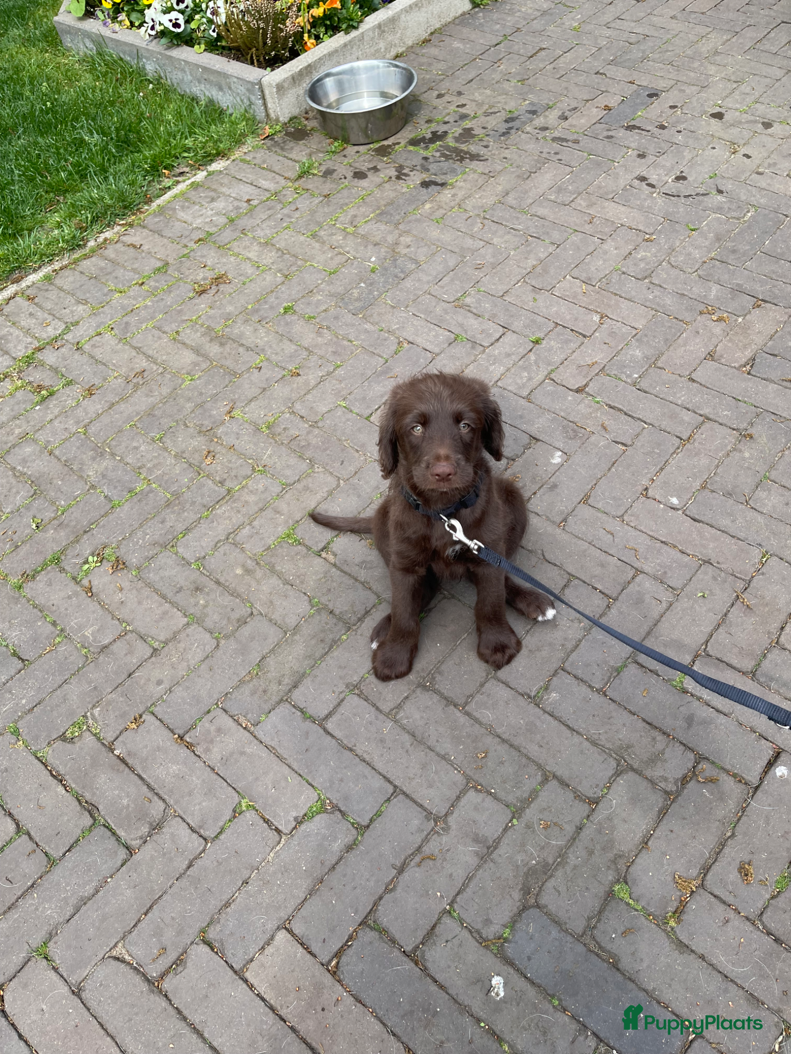 Labradoodle honden Te koop: 2 unieke Labradoodle pups - Advertentie 4