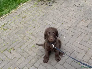 Labradoodle honden Te koop: 2 unieke Labradoodle pups - Advertentie 4