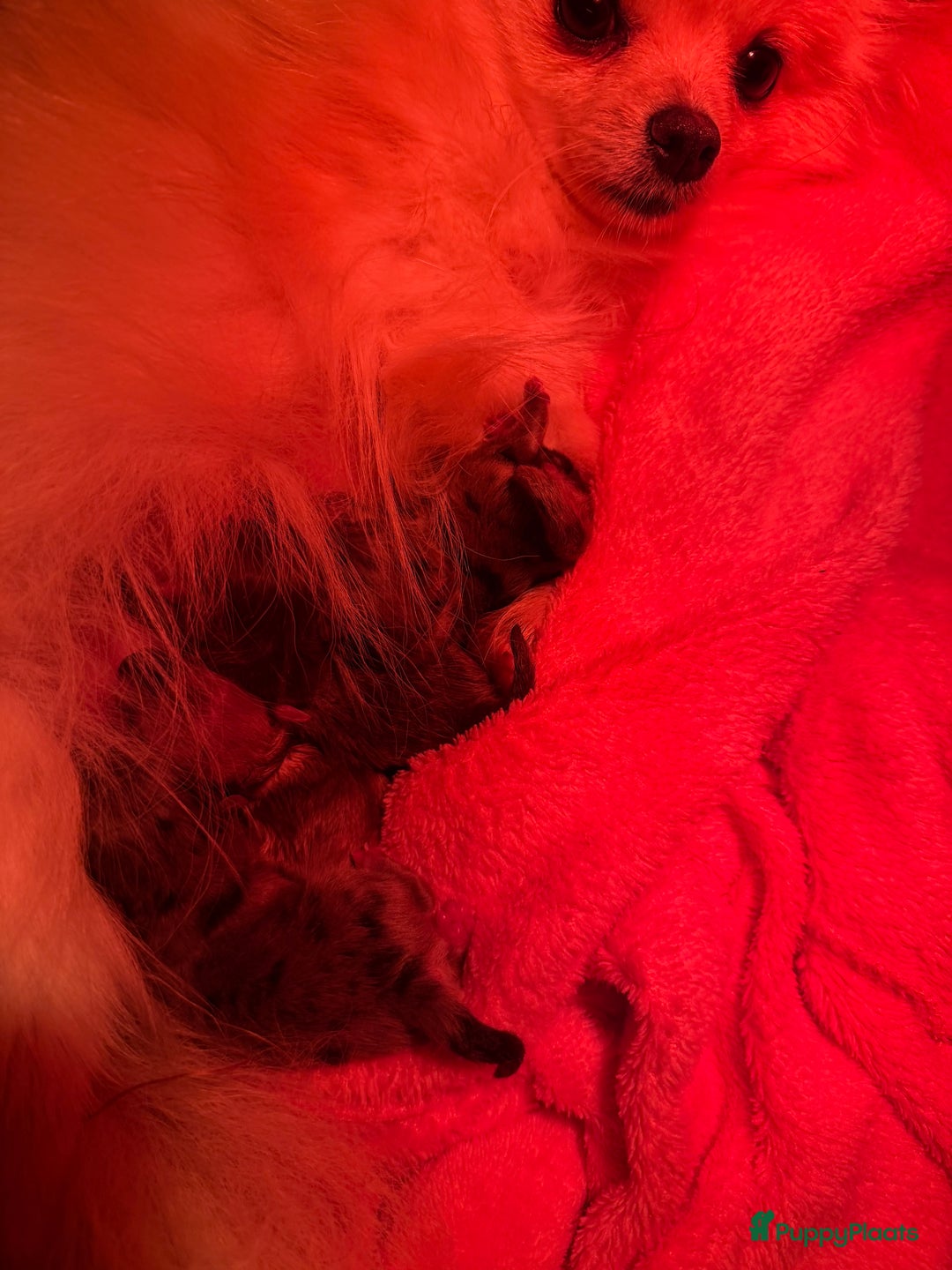 Pomchi honden te koop: Mooie pomchi - Advertentie 11