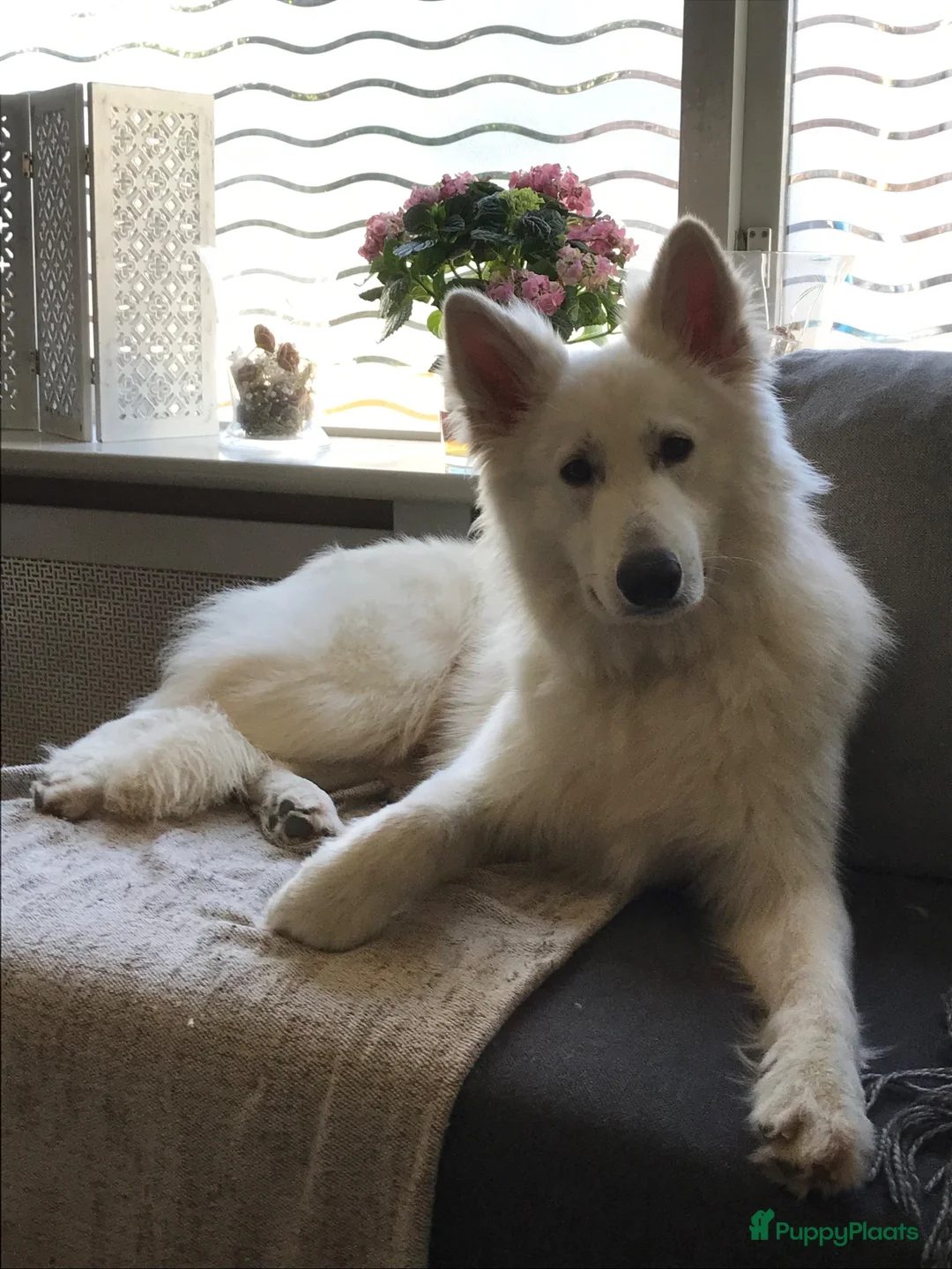 Zwitserse Witte Herdershond honden te koop: Zwitserse witte herder pups - Advertentie 16