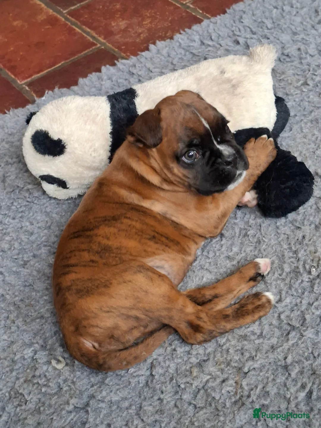 Boxer honden te koop: Boxerpup  - Advertentie 1