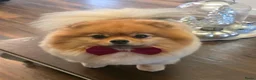 Pomeriaan honden te koop: Mooie Mini Pomeriaan pups - Advertentie 5
