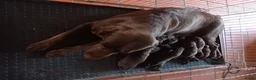 Labrador Retriever honden te koop: Raszuivere chocolade labrador pups. - Advertentie 2