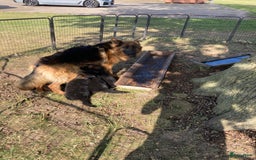 Duitse Herder honden te koop: Prachtige langharige Duitse herder met rechte rug - Afbeelding 19
