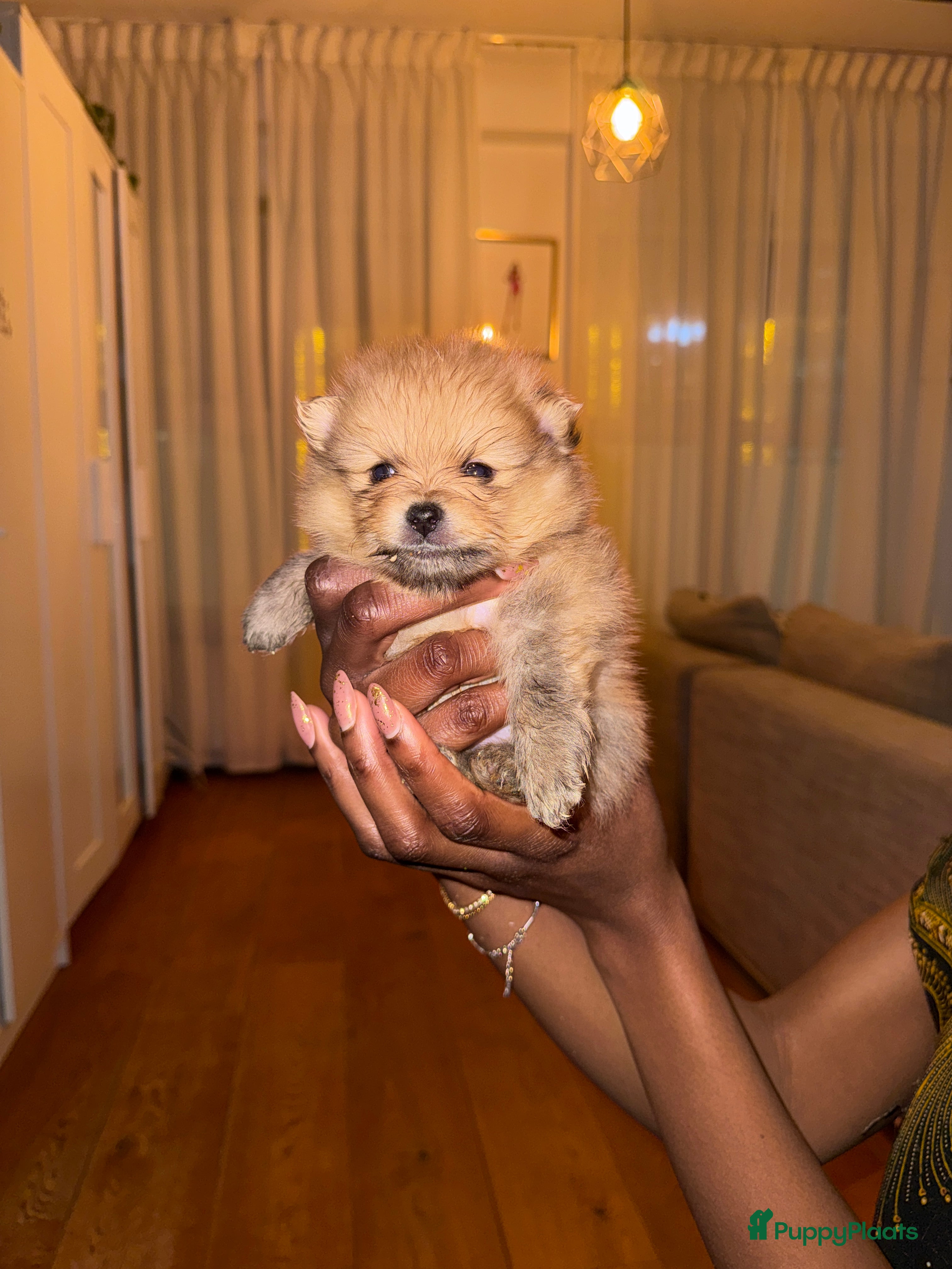 Pomeriaan honden Cute Pomeriaan Pups - Advertentie 2