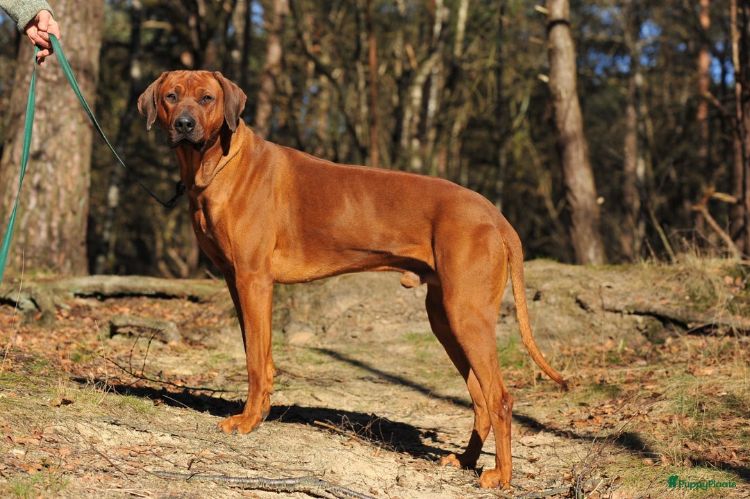 Rhodesian Ridgeback honden te koop: Rhodesian Ridgeback  - Afbeelding 4