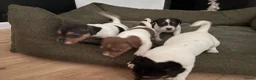 Jack Russel Terriër honden te koop: 4 lieve Jack Russel pups zoeken warme thuis  - Advertentie 1