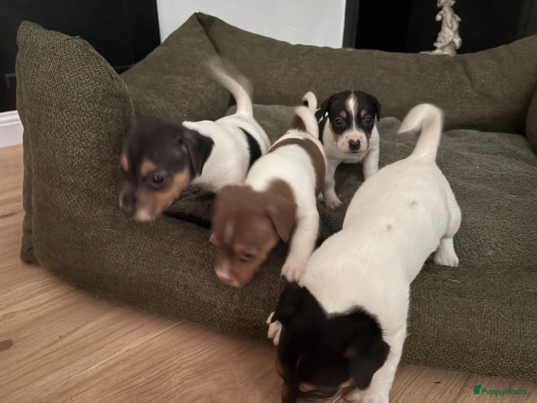 Jack Russel Terriër honden te koop: 4 lieve Jack Russel pups zoeken warme thuis  - Advertentie 1