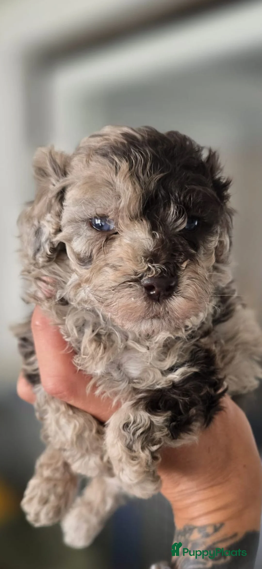 Kruising honden te koop: choco en merle poedeltjes - Advertentie 2