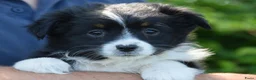 Australian Shepherd honden te koop: Knappe Miniature American Shepherd (MAS) pups - Advertentie 15