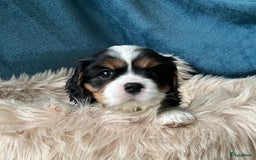 Cavalier King Charles Spaniel honden te koop: Cavalier King Charles Spaniel in Makkinga - Afbeelding 18