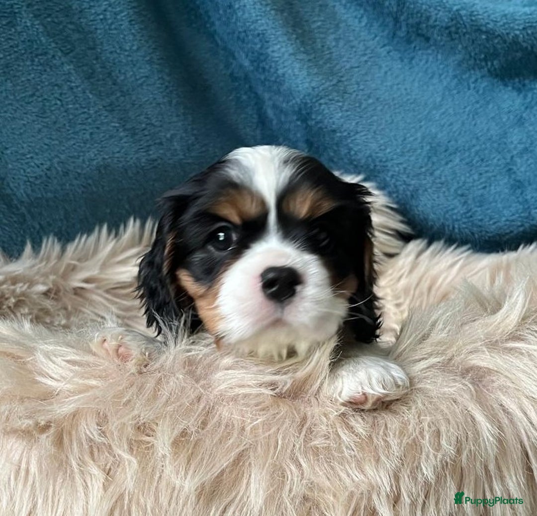 Cavalier King Charles Spaniel honden te koop: Cavalier King Charles Spaniel in Makkinga - Afbeelding 18